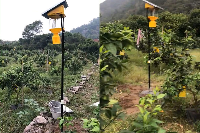 浙江苍南美人橙果园杀虫灯图片案例