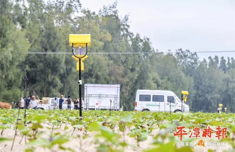 福建平潭免费观看美女直播用于甘薯种植效果